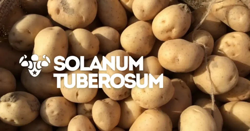 Solanum tuberosum: El nombre de la papa
