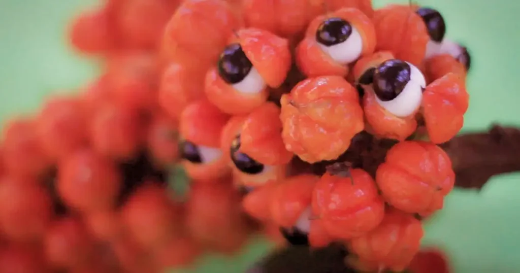 Todo sobre el guaraná