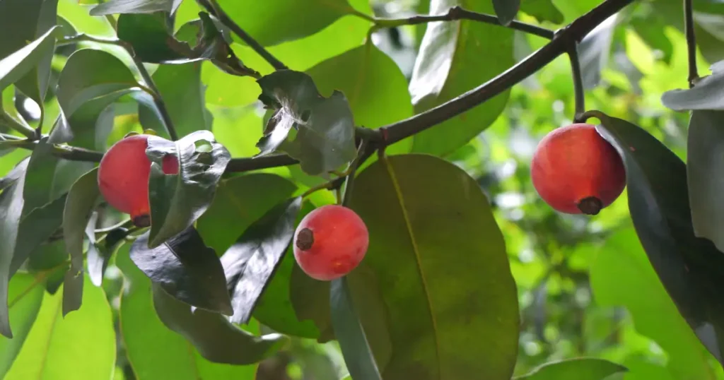 Garcinia Cambogia