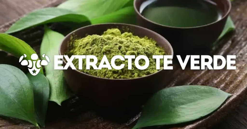 Extracto de té verde: ficha del ingrediente