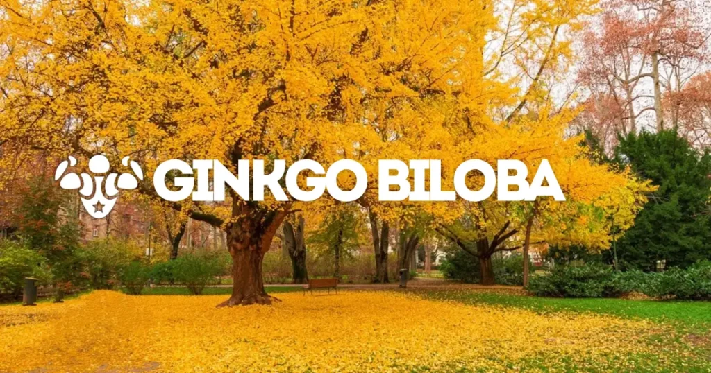 Ginkgo biloba: ficha del ingrediente