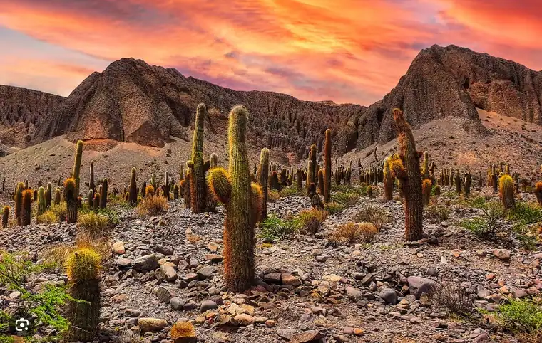 Suplementos naturales deportivos salta
