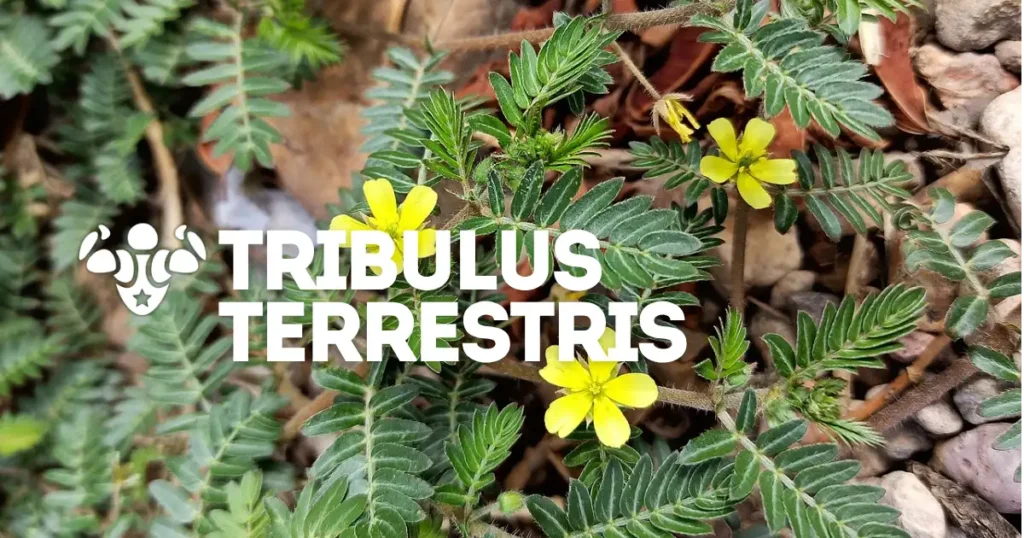 Tribulus terrestris: ficha del ingrediente