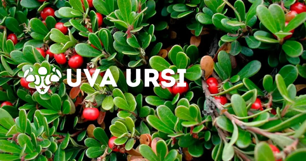 Uva Ursi o gayuba: ficha del ingrediente
